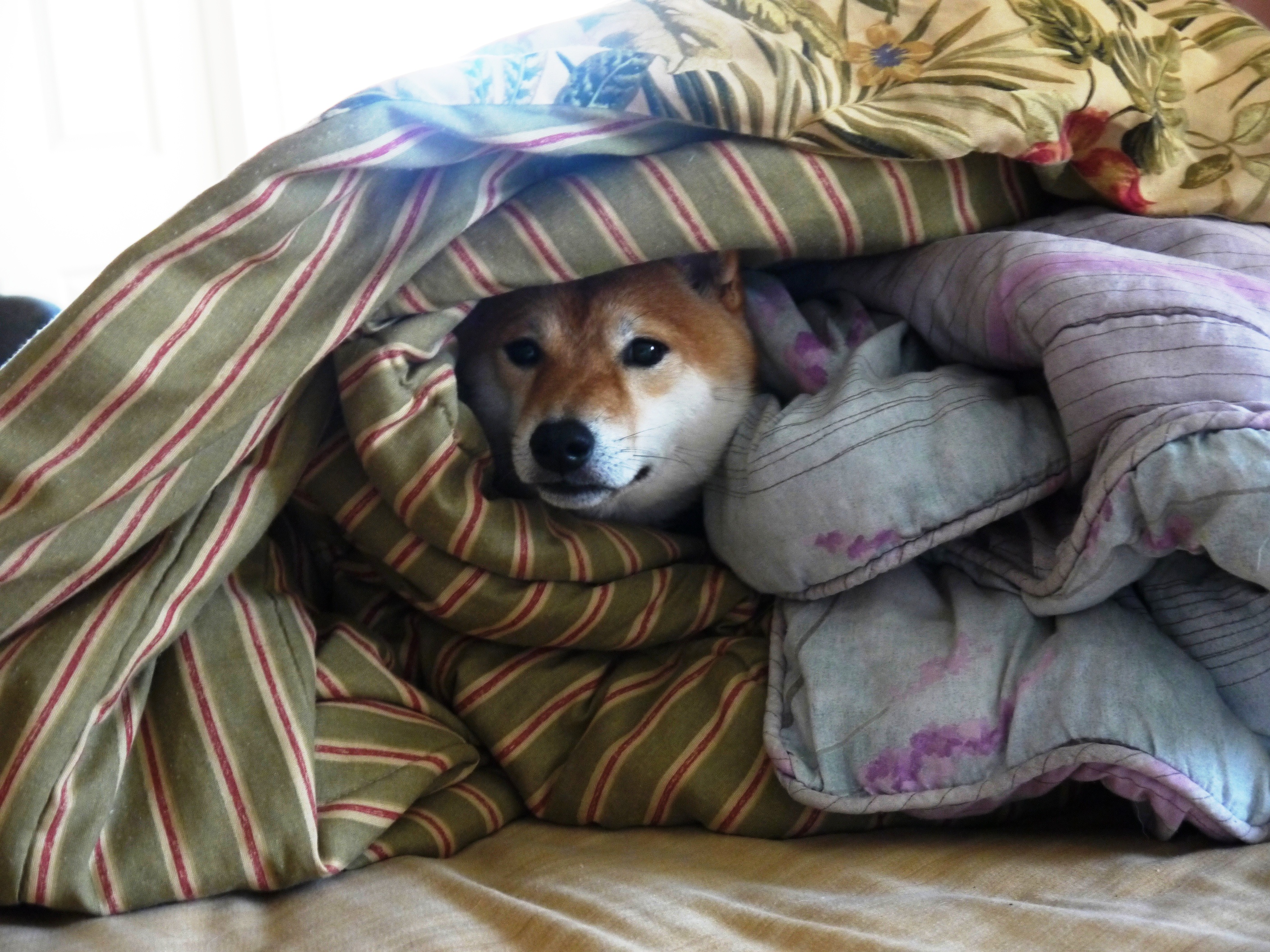 dogewrapped