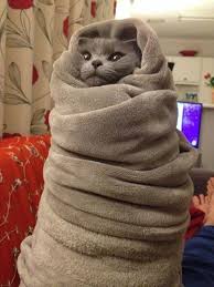 kittywrapped